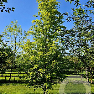 Fagus syl. 'Rohan Gold' 600-700 cm draadkluit solitair