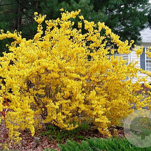 Forsythia int. 'Courtalyn' 175-200 cm draadkluit struik op Stam