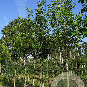 Fraxinus americana 10-12 HO draadkluit