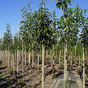 Fraxinus americana microcarpa 30-35 HO draadkluit 250 cm stam