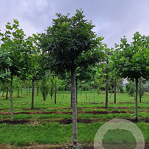 Fraxinus e. 'Nana' 25-30 HO draadkluit 220 cm stam
