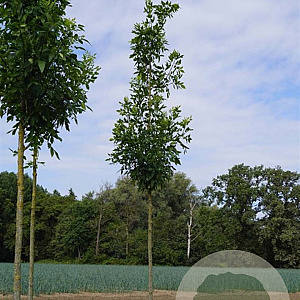 Fraxinus pen. 'Summit' 18-20 HO draadkluit 250 cm stam