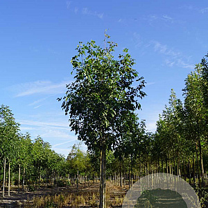 Fraxinus pen. 'Zundert' 14-16 HO draadkluit