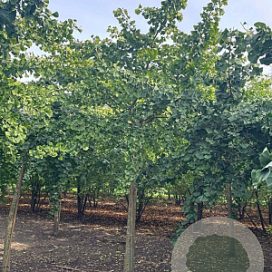 Ginkgo bil. 'Horizontalis' 25-30 HO draadkluit 220 cm stam