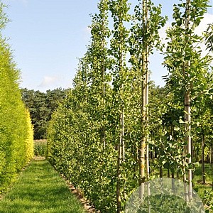 Ginkgo bil. 'Tremonia' 12-14 HO draadkluit