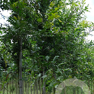 Gleditsia sinensis 10-12 HO draadkluit