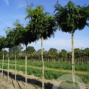 Gleditsia triac. 'Elegantissima' 12-14 HO draadkluit
