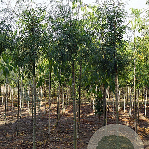 Gleditsia triac. 'Elegantissima' 14-16 HO draadkluit