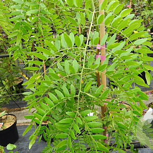 Gleditsia triac. 'Moraine' 14-16 HO draadkluit