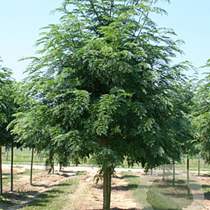 Gleditsia triac. 'Shademaster' 16-18 HO draadkluit 250 cm stam