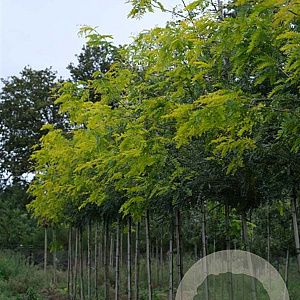 Gleditsia triac. 'Speczam' 18-20 HO draadkluit