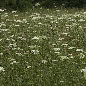 Daucus carota Cruydt-Hoek