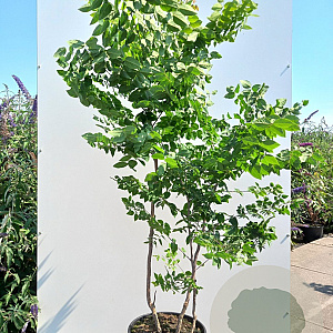 Gymnocladus dioica 150-175 cm 40L meerstammig