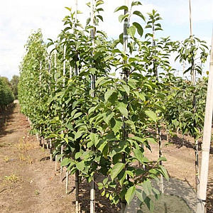 Halesia carolina 6-8 HO draadkluit