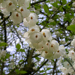 Halesia carolina 6-8 HO draadkluit