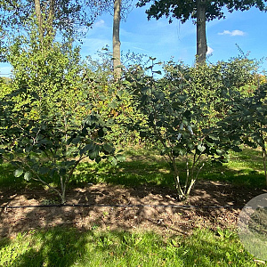 Hamamelis int. 'Diane' 150-175 cm draadkluit struik