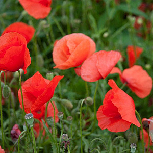 Papaver rhoeas Cruydt-Hoek