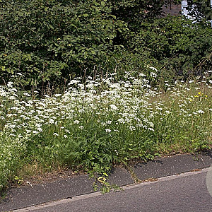 Pimpinella minor Cruydt-Hoek