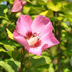 Hibiscus syr. 'Flogi' 175-200 cm draadkluit struik op Stam