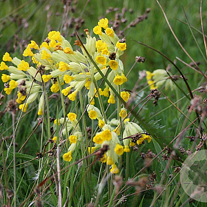 Primula veris Cruydt-Hoek