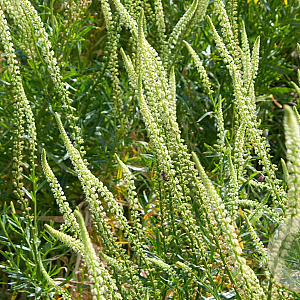 Reseda luteola Cruydt-Hoek