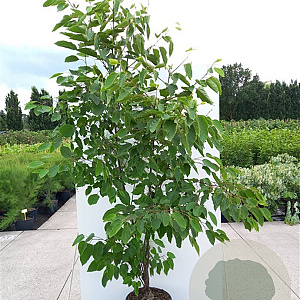 Hovenia dulcis 12-14 HO draadkluit