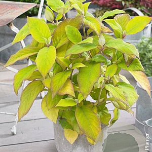 Hydrangea asp. 'Giel' 175-200 cm draadkluit struik op Stam