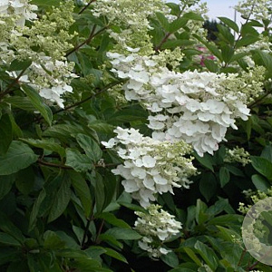 Hydrangea pan. 'Papillon' 175-200 cm draadkluit struik op Stam
