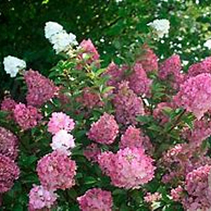 Hydrangea pan. Sundae Fraise 10-12 HO draadkluit