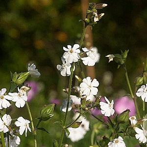 Silene latifolia ssp. Alba Cruydt-Hoek
