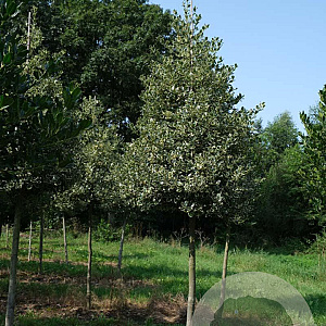 Ilex aq. 'Argentea Marginata' 18-20 HO draadkluit