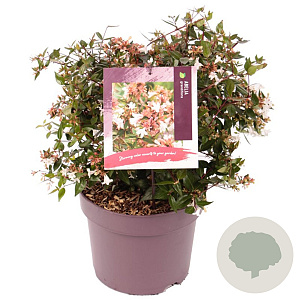 Abelia grandiflora 30 cm 7,5L