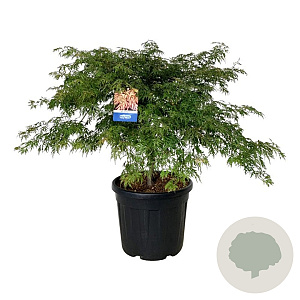 Acer Ice Dragon 80-100 cm cont. 55L extra
