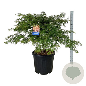 Acer Ice Dragon 80-100 cm cont. 55L extra