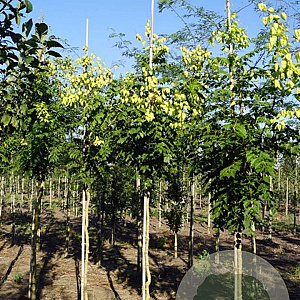 Koelreuteria pan. 'Rosseels' 16-18 HO draadkluit