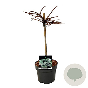Larix kaempf. 'Blue Dwarf' 150-175 cm draadkluit solitair