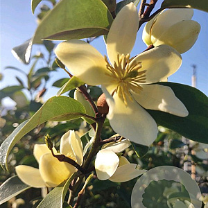 Lindera reflexa 150-175 cm wortelgoed