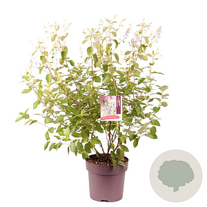 Ceanothus del. 'Gloire de Versaille 70-80 cm 10L