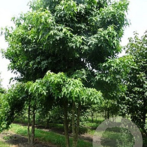 Liquidambar styraciflua 700-800 cm draadkluit meerstammig
