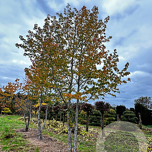 Liquidambar styraciflua 800-900 cm draadkluit meerstammig