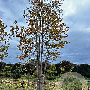 Liquidambar styraciflua 800-900 cm draadkluit meerstammig
