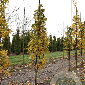 Liquidambar styraciflua 8-10 HO draadkluit geveerd