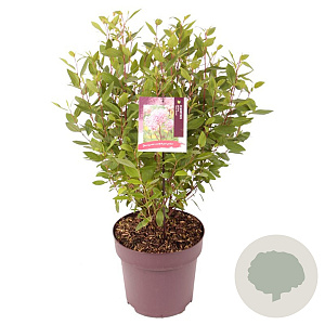 Ceanothus pallidus 'Marie Simon' 70-80 cm 10L