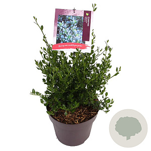 Ceanothus impressus 'Victoria' 45-50 cm 10L