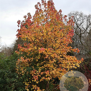 Liquidambar s. 'Autumn ColorGlobe' 40-45 HO draadkluit 240 cm stam