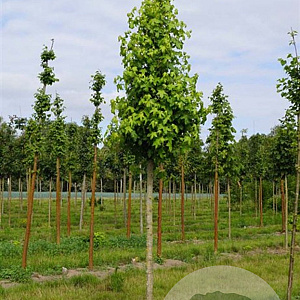 Liquidambar s. 'Golden Sun' 25-30 HO draadkluit 250 cm stam
