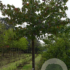Liquidambar s. 'Palo Alto' 16-18 HO draadkluit
