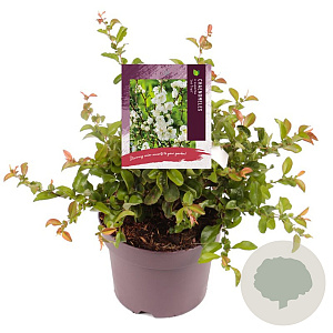 Chaenomeles sup. 'Jet Trail' 20-25 cm 3,0L