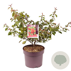 Chaenomeles sup. 'Nicoline' 35-40 cm 7,5L