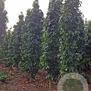 Liquidambar s. 'SlenderSilhouette' 14-16 HO draadkluit geveerd